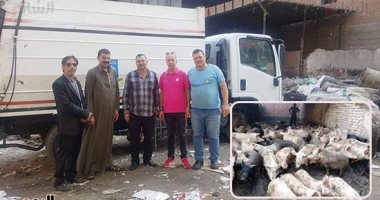 "الخنازير هتحل مشكلة الزبالة" وخطة للتوسع فى تربيتها.. نقيب الزبالين: 2 مليون و500 ألف خنزير تخلص مصر من القمامة.. شحاتة المقدس: خنازير مصر عندها مناعة والإنفلونزا مش موجودة بينها.. ولدينا مليون و200 ألف