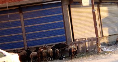 شكوى سكان شارع إسكندرية والمعاهدة من مزرعة لتربية الأغنام وسط المنازل بطنطا
