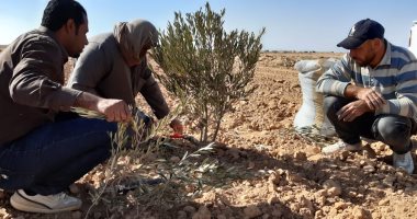 نقيب الزراعيين: التوسع فى الآبار الجوفية بالساحل الشمالى لمحافظة مطروح