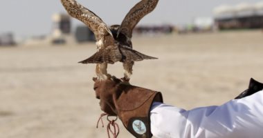 باكستان تلقى القبض على 7 مواطنين من قطر دخلوا البلاد لصيد "الحبارى الأفريقى"