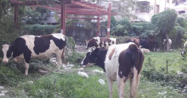 اضبط مخالفة.. حدائق عمارات "الجوهرة" ببورسعيد تتحول إلى حظائر مواشى (صور)