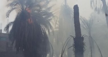 صور.. السيطرة على حريق فى أشجار نخيل وخراطيم ماكينات رى جنوب الأقصر