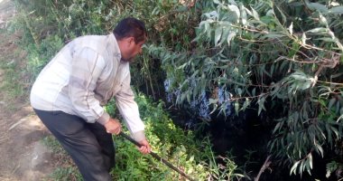 صور.. صحة الشرقية تجمع قواقع البلهارسيا والفاشيولا الكبدية بترعة السلام