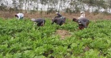 صور.. زراعة القطن وبنجر السكر بالمياه المالحة فى الأراضى شديدة الملوحة والقلوية