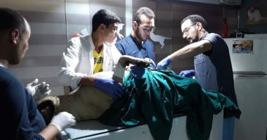 ولادة الكلاب مش بالساهل.. كواليس أخطر 3 ساعات فى حياة الكلب.. فترة الحمل من 58 لـ67 يوم وولادته تستغرق ساعتين.. "القيصرى" ضرورية بحالات تأخر نزول الجنين.. وبيطرى: تعقيم غرفة العمليات وجهاز الأكسجين أساس الجراحة