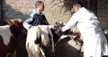 تحصين 185 ألف و 824 رأس ماشية بالشرقية ضد الحمى القلاعية وحمى الوادى المتصدع 