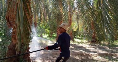 اعتماد 600 ألف جنيه لشراء 10 أجهزة حقن لمواجهة سوسة النخيل بالوادي الجديد