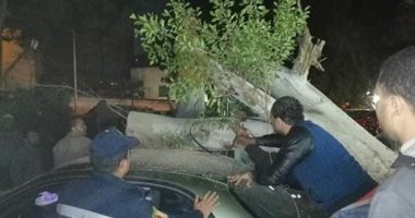 قارئ يشارك بصور لسقوط أشجار على السيارات بشارع المراغى بالعجوزة ويطالب بالتقليم