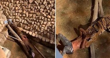 تعرف على سبب قفز سودانى داخل قفص نمر بحديقة الحيوان فى الرياض
