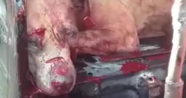 عندما تموت الإنسانية.. اعرف القصة الكاملة لهاشتاج "كلب المطرية".. صور وفيديو
