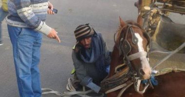 صور.. سحب 120 رخصة حنطور بعد انقلاب أحدها فى إدفو.. وضبط 648 هارب من أحكام