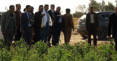 صور.. رئيس جامعة المنيا: نجحنا فى زراعة 320 فدانًا خلال عام