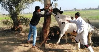 صور .. تحصين 414 ألف ماشية ضد الحمى القلاعية فى الشرقية
