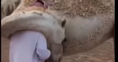 فيديو مؤثر لناقة تحتضن راعيها السعودى بقوة بعد غياب أيام عنها