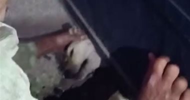 فيديو..  الحماية المدنية ببورسعيد تنقذ كلبا محتجزا أسفل بوابة كلية التجارة 