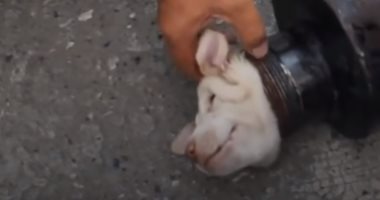 شاهد عملية إنقاذ كلب صغير من داخل أنبوبة حديدية فى تايلاند