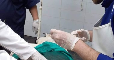 3 ساعات فى غرفة العمليات لتفريغ معدة نعجة من القمامة.. النعجة ابتلعت كمية تعادل "جردل" من المخلفات.. محاليل جلوكوز لضبط درجة حرارتها ومتابعة التنفس والاستجابة العصبية.. وبيطرى: السونار كشف عن وجود جسم غريب
