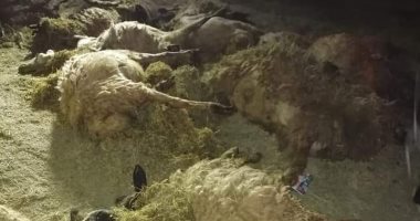 صور.. بيطرى الوادى الجديد يحقق فى واقعة نفوق جماعى لــ72 رأس أغنام