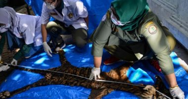 القبض على رجل إندونيسى حاول بيع جلد نمر سومطر ى نادر .. صور