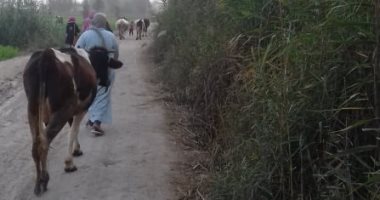 قارئ يشكو من مصرف أبو العمايم الذى يحوى الثعابين بجوار منزله
