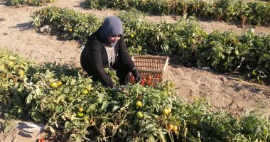 صور.. "أمل" قصة فتاة بـ 100 راجل تعمل مدرسة صباحا وعاملة بعد الظهر