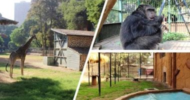 صور.. حديقة حيوان الجيزة تستقبل محتفلى عيد الميلاد بعرض مفتوح للنمر المفترس.. الزراعة: 5 جنيهات للتذكرة وخطة لمواجهة الزحام.. تجهيز بيت الأسود وسبع البحر والدببة والشمبانزى.. عروض مختلفة وقطارات ترفيهية