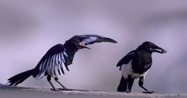 طائر نادر يقترب من الانقراض ويعيش فى السعودية فقط.. اعرف اسمه وأسباب تهديده