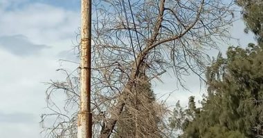 سقوط شجرة على أسلاك الكهرباء بطريق "زفتى - العجزية" بسبب الرياح الشديدة..صور