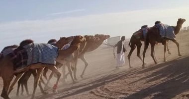 شرم الشيخ تستقبل أول دفعة هجن إماراتية للمشاركة فى فعاليات المهرجان التنشيطى
