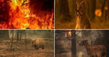 حيوانات استراليا تدفع ثمن استمرار الحرائق × 15 صورة.. مخاوف من نفوق مليار حيوان.. صغار الكنغر تتفحم أثناء الفرار.. والكوالا تبكى أمهاتها.. وجامعة سيدنى: الأرقام أكبر بكثير من المعلنة فى وسائل الإعلام