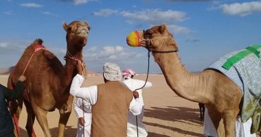 وصول ثانى دفعة هجن إماراتية للمشاركة فى مهرجان شرم الشيخ