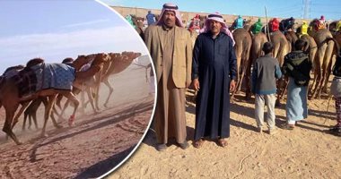الهجن الإماراتية ضيفة شرف مهرجان شرم الشيخ للهجن.. عروض رياضية تراثية تنظم لأول مرة بمصر.. وهجن من كل المحافظات تتنافس على مدار 3 أيام.. وميدان السباق قبلة أهل الإبل للمشاركة والمشاهدة