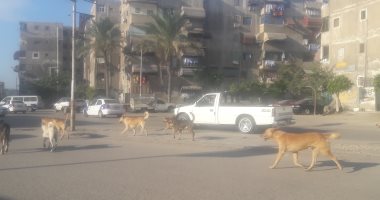 أهالي حى الزهور يشتكون من ظاهرة الكلاب الضالة .. صور