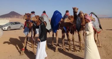 تنظيم مهرجان الهجن فى شرم الشيخ من 16 إلى 18 يناير الجارى