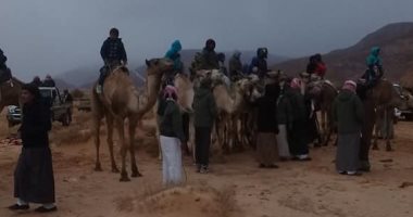 انتهاء فعاليات سباق "الزلقة" للهجن بجنوب سيناء.. صور