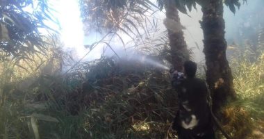 السيطرة على حريق بـ15 فدان مانجو ورمان بأسيوط