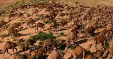 أستراليا تفكر فى قتل 10 آلاف.. هل الجمل مقدس؟