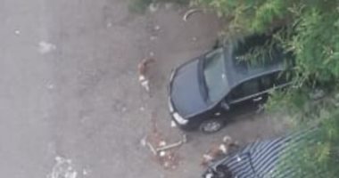 شكوى من استمرار انتشار الكلاب الضالة بالحى السادس بمدينة نصر