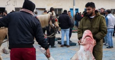 اصطياد 60 سمكة قرش على شواطئ غزة بعد تحسن الطقس.. صور