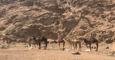 تنظيم أكبر مسيرة للإبل المصرية والإماراتية بافتتاح مهرجان شرم الشيخ للهجن 