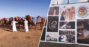 مدينة السلام تستقبل مهرجان سباق الهجن.. شرم الشيخ تستعد لعروض هجن وتراث الإمارات.. استعراضات على ظهور الإبل.. والحرف والمأكولات الشعبية حاضرة.. والبلد الشقيق يهدى مصر "فحول" لإنتاج سلالات "جمال السباقات".. صور