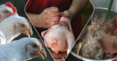 الموت تحت أجنحة الإهمال.. نقل وتداول وذبح الطيور الحية بؤرة لنقل الأمراض.. المحلات تخالف الاشتراطات البيئية وعدم تفعيل قانون 70 يعمق الكارثة.. ودخول السيارات المحملة بالدواجن الحية وسط المدن كارثة متكررة