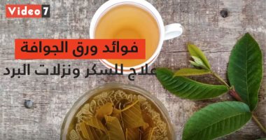 فيديو معلوماتى .. فوائد ورق الجوافة .. علاج للسكر ونزلات البرد