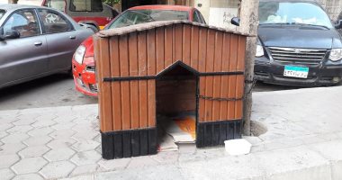 فيها حاجة حلوة.. ساكن بمصر الجديدة يبنى منزلا لحماية الحيوانات الضالة من المطر