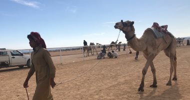 استمرار وصول الهجن من كل محافظات مصر للمشاركة فى مهرجان شرم الشيخ التراثى