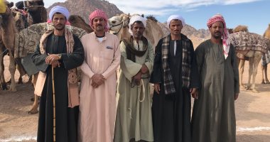 صور.. محافظات الصعيد والوادى الجديد تشارك بـ65 جملا بمهرجان شرم الشيخ للهجن