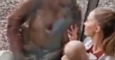 فيديو.. قردة أنجبت صغيرها ميتا فواست نفسها بطريقة غريبة في حديقة الحيوان
