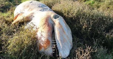 العثور على حوت ميت ببريطانيا واكتشاف "بلاستيك" داخل معدته الفارغة.. صور