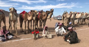 مهرجان الهجن بشرم الشيخ.. لوحة من جمال الماضى تحت سفح جبال سيناء.. صور