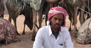 "أبو عليان" مدرب هجن يشارك بـ40 جملا فى منافسات مهرجان شرم الشيخ التراثى